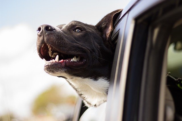 犬を車の運転席に乗せていると逮捕される ドライブの際の注意点 わんわんワンコのすべて